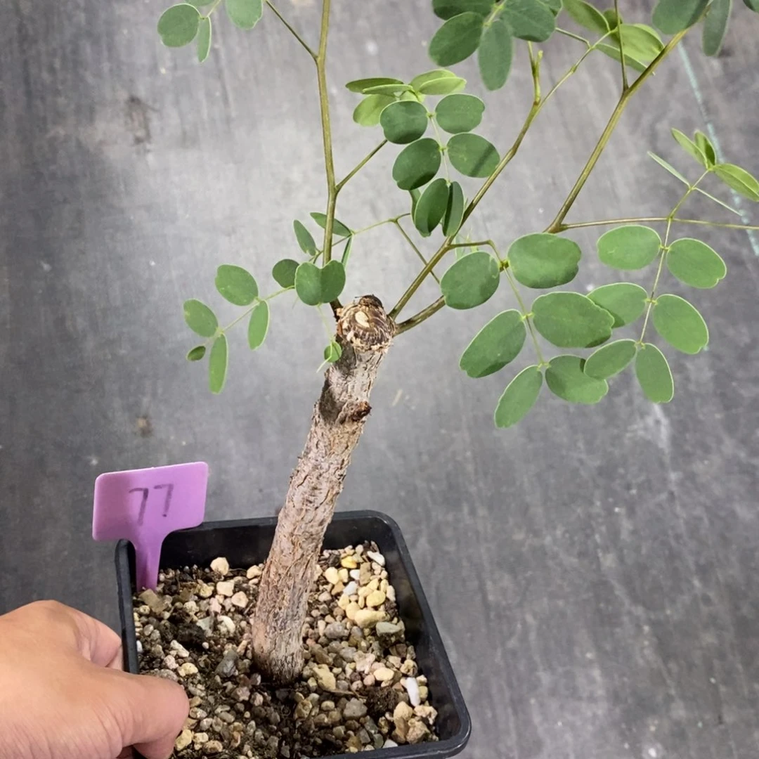 普米拉凤凰木多肉植物