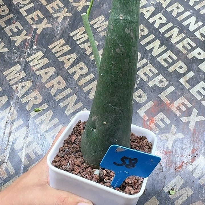 毒腺蔓多肉植物一个