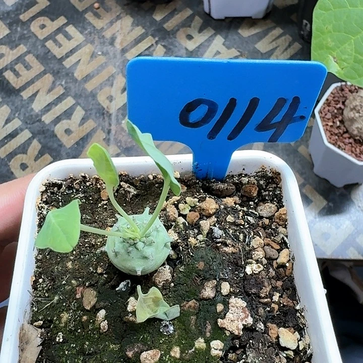 羊玉大戟多肉植物
