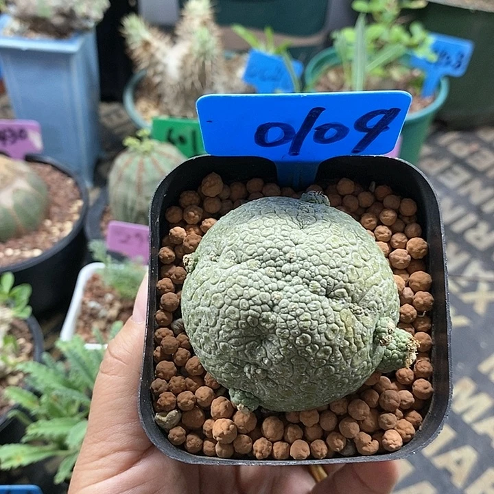 凝蹄玉多肉植物！