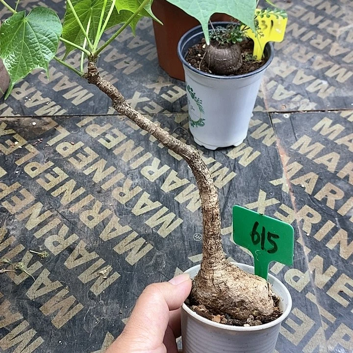 龟甲火桐多肉植物