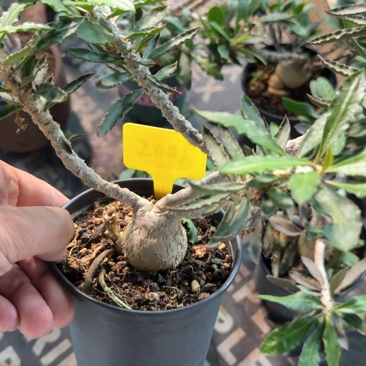 皱叶麒麟多肉植物