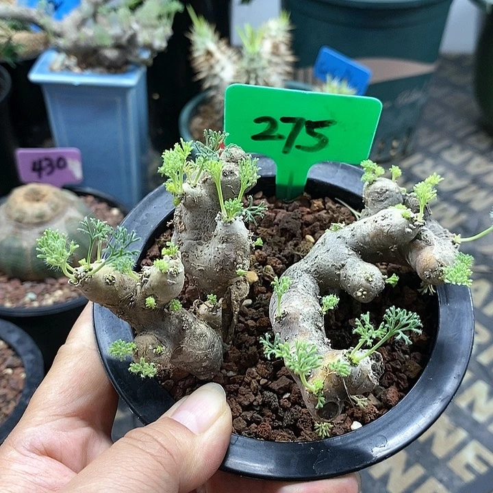 黑皮月界多肉植物