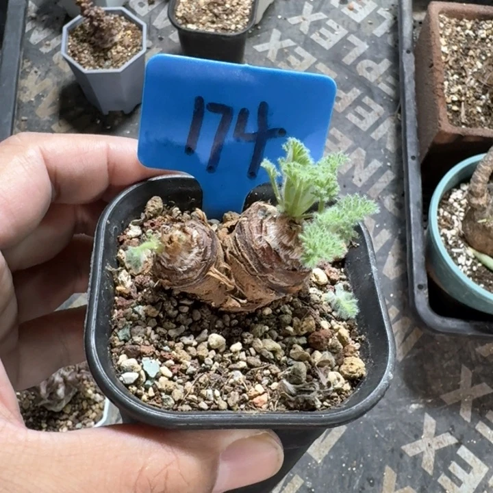 羽叶洋葵多肉植物