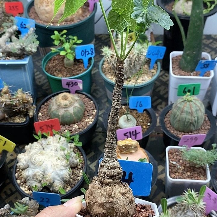 龟甲火桐多肉植物