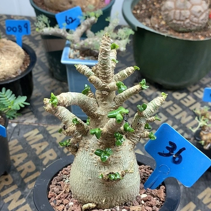 卡汉羊角沙漠玫瑰多肉植物