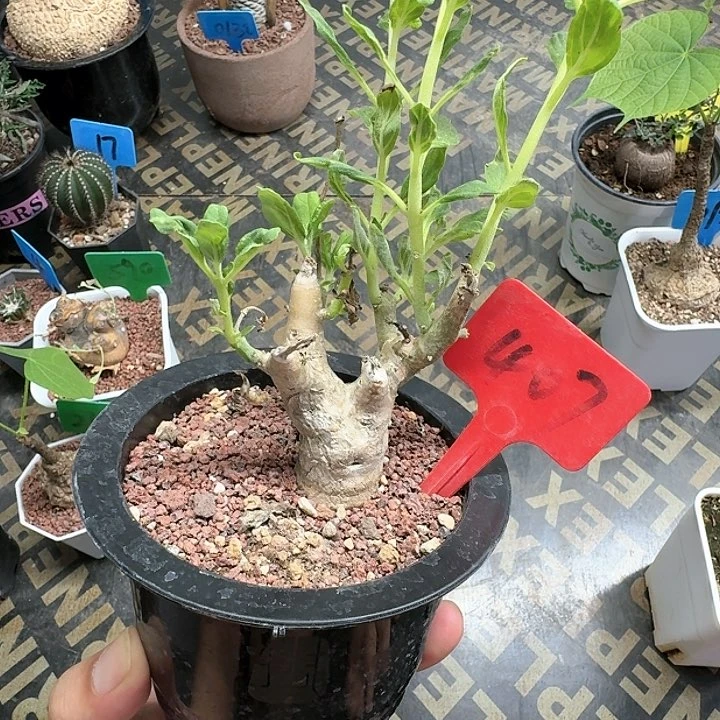 橙花古城多肉植物