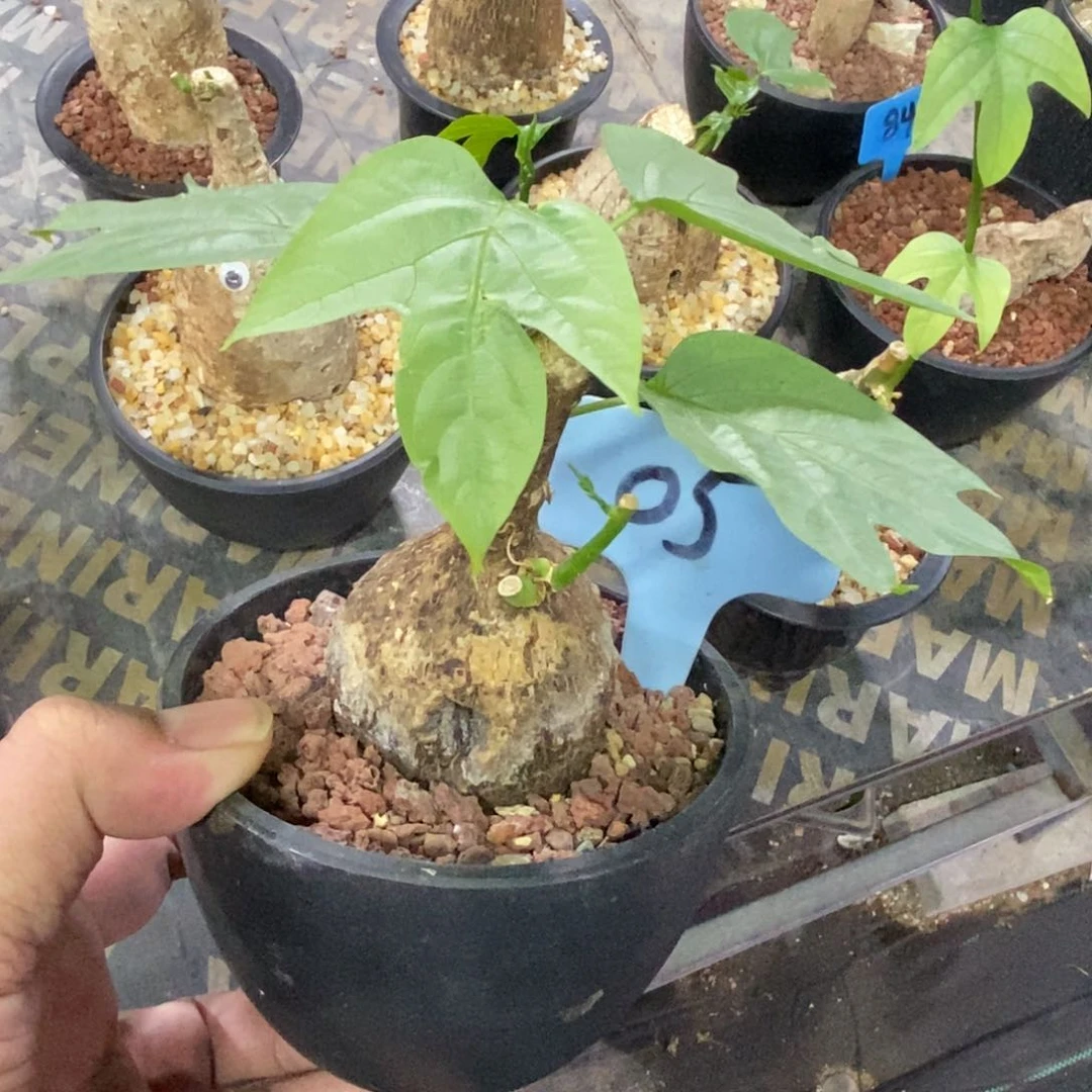 绿松石西番莲多肉植物