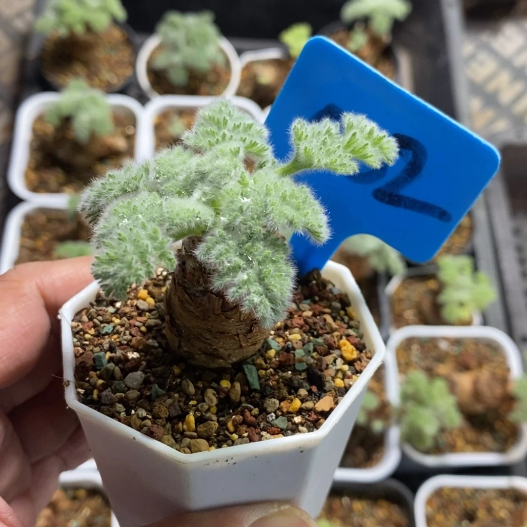 羽叶洋葵多肉植物