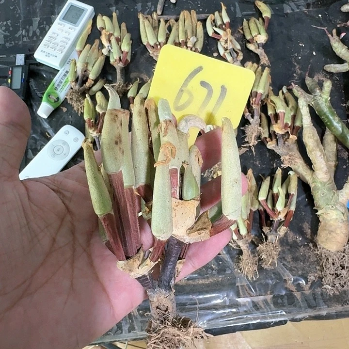 怪奇鸟多肉植物一个