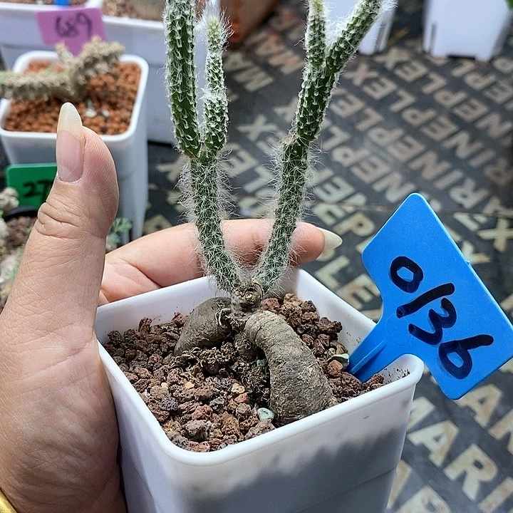 猪毛柱多肉植物！