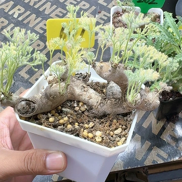 黑皮月界多肉植物