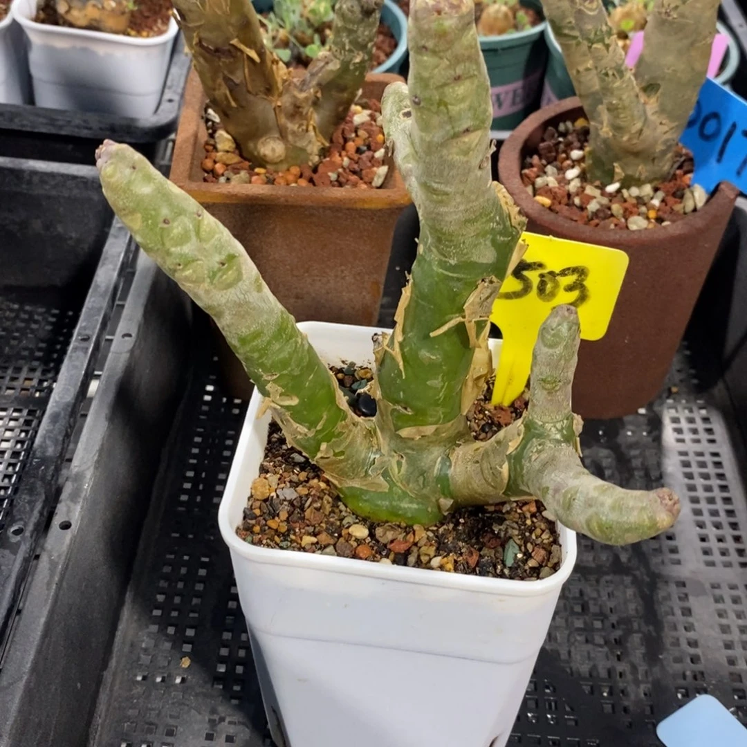 阿房宫多肉植物一个