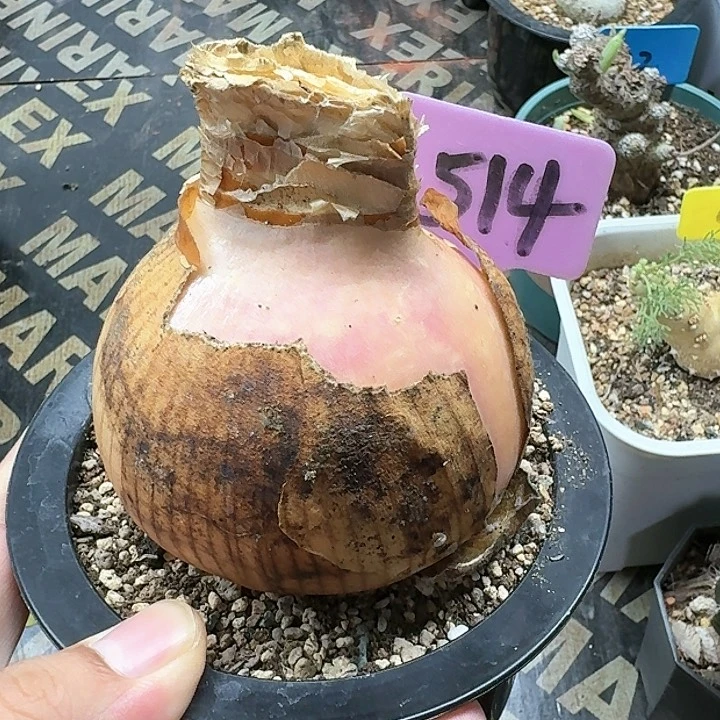 灯台百合多肉植物