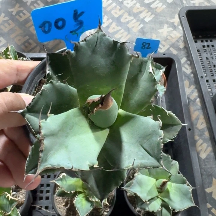 黑豹龙舌兰多肉植物