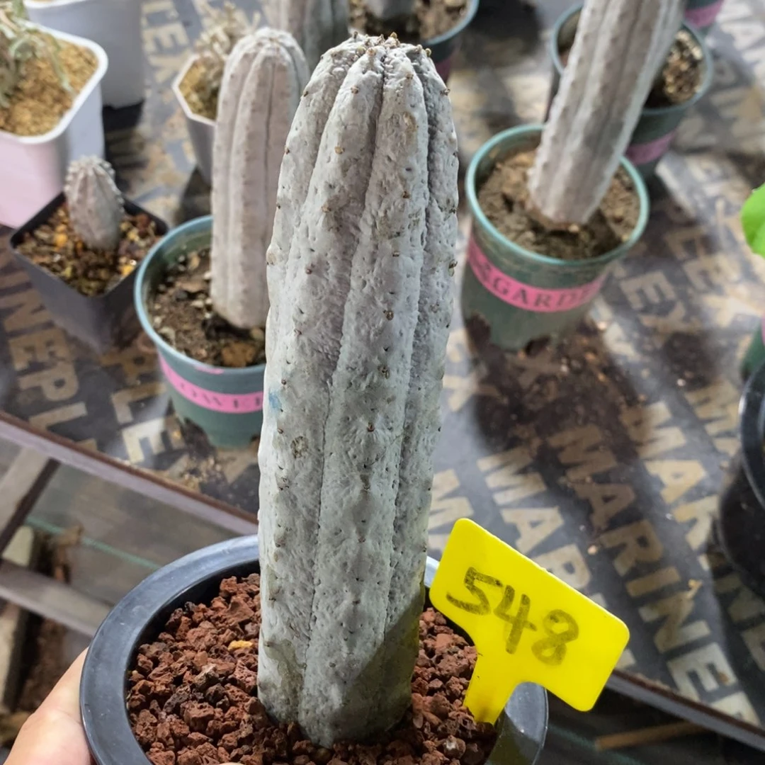 水泥柱多肉植物一个