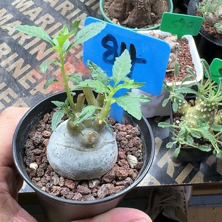 块根流桑多肉植物