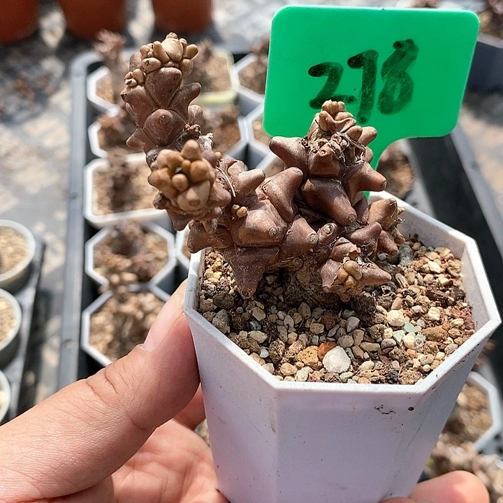蛮鬼塔后墩菊多肉植物