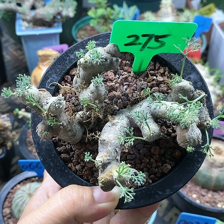 黑皮月界多肉植物