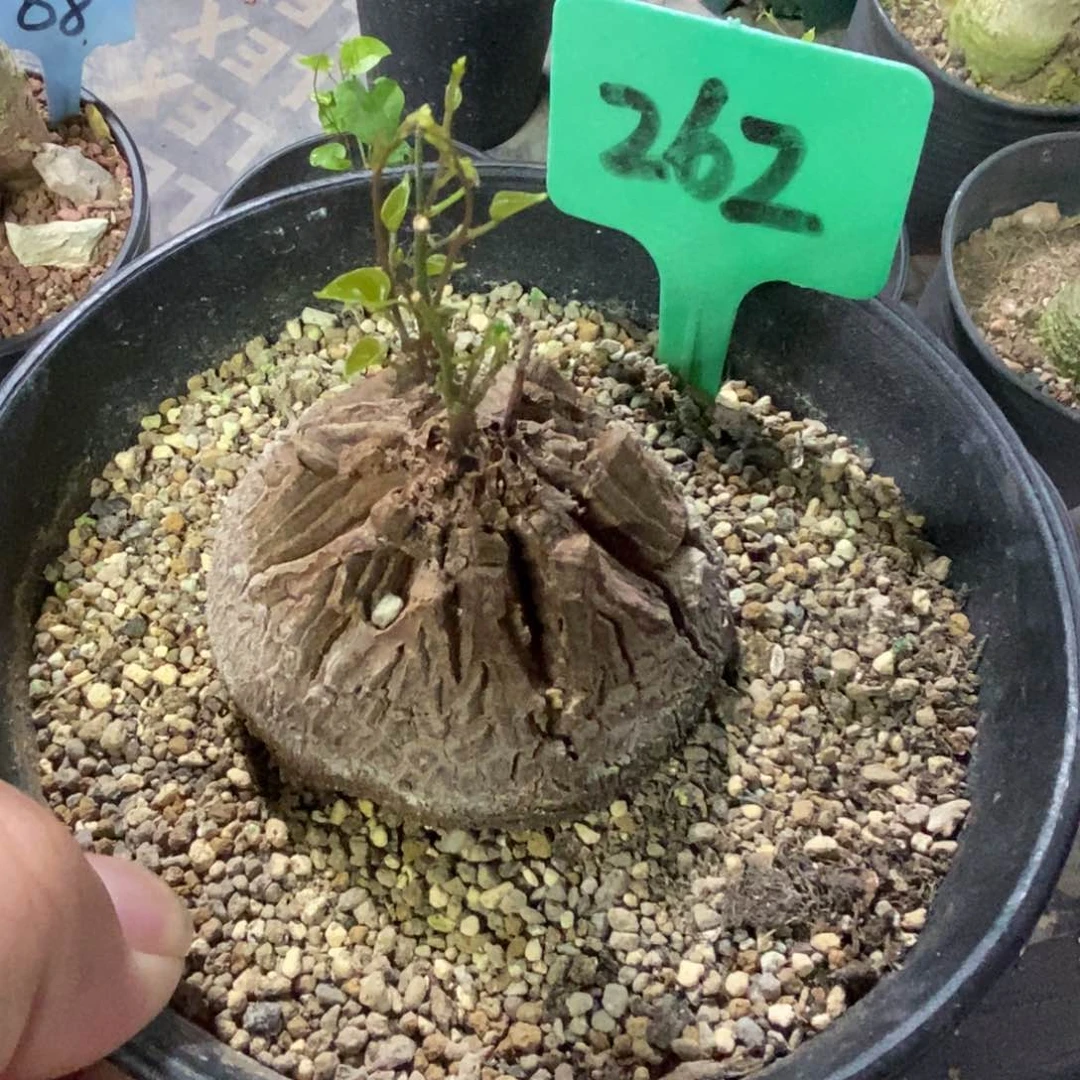 龟甲龙多肉植物一个