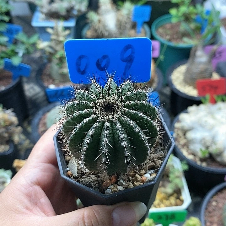 实生尤伯球多肉植物