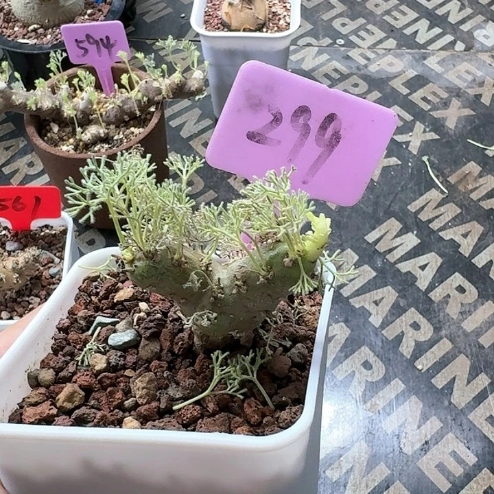 白皮月界多肉植物
