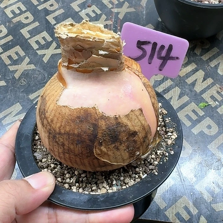 灯台百合多肉植物
