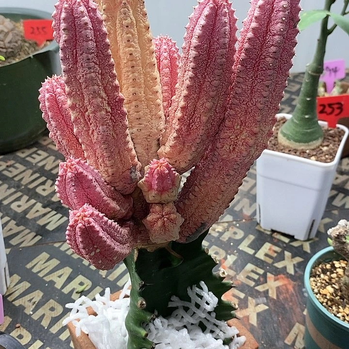 亚迪麒麟锦多肉植物