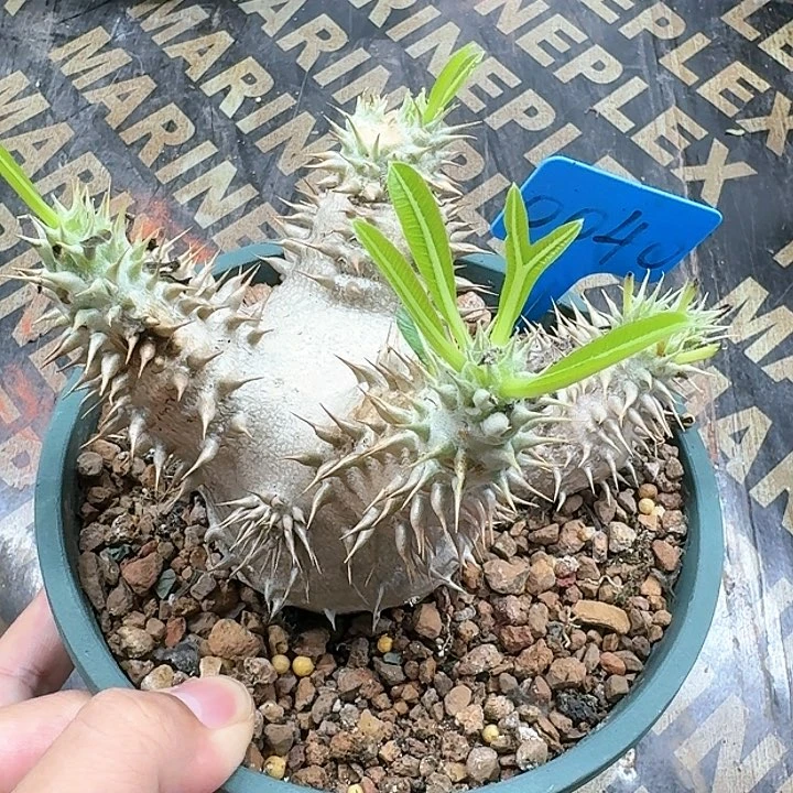惠比大黑多肉植物