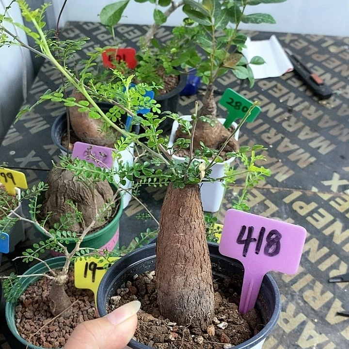 列加漆树多肉植物