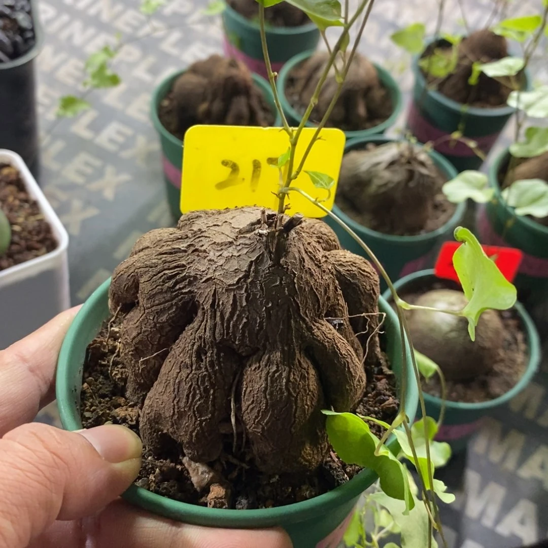 象足龟甲龙多肉植物