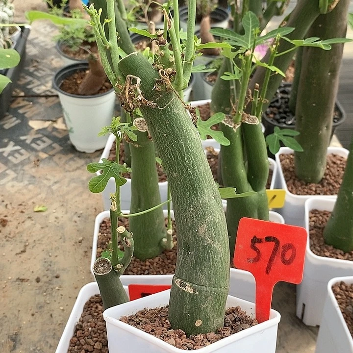 毒腺蔓多肉植物！