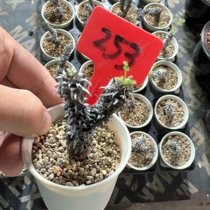 豪猪杨奎多肉植物