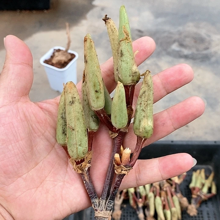 怪奇鸟多肉植物！