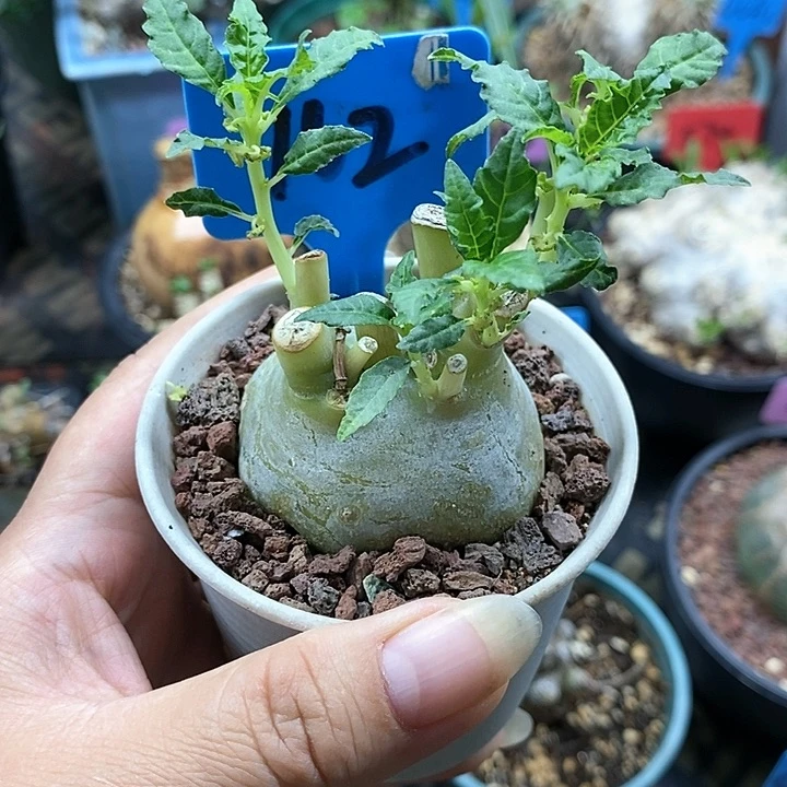 树琉桑多肉植物！