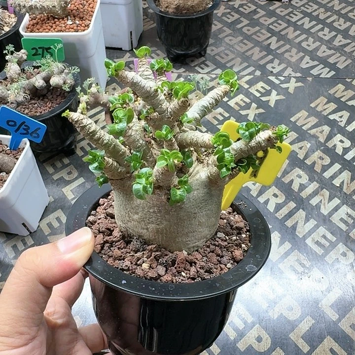 卡汉羊角沙漠玫瑰