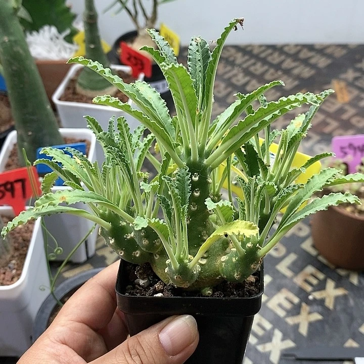 椰子流桑多肉植物