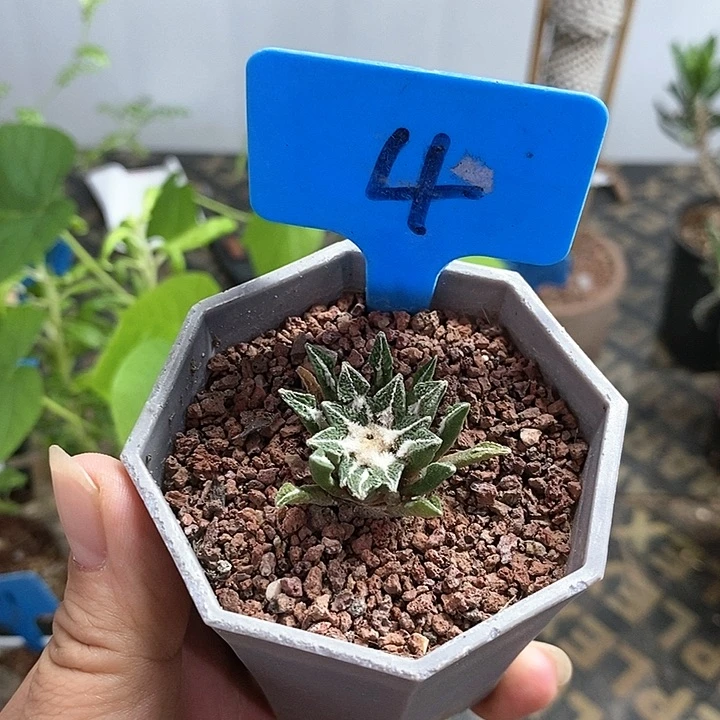 实生黑牡丹多肉植物！