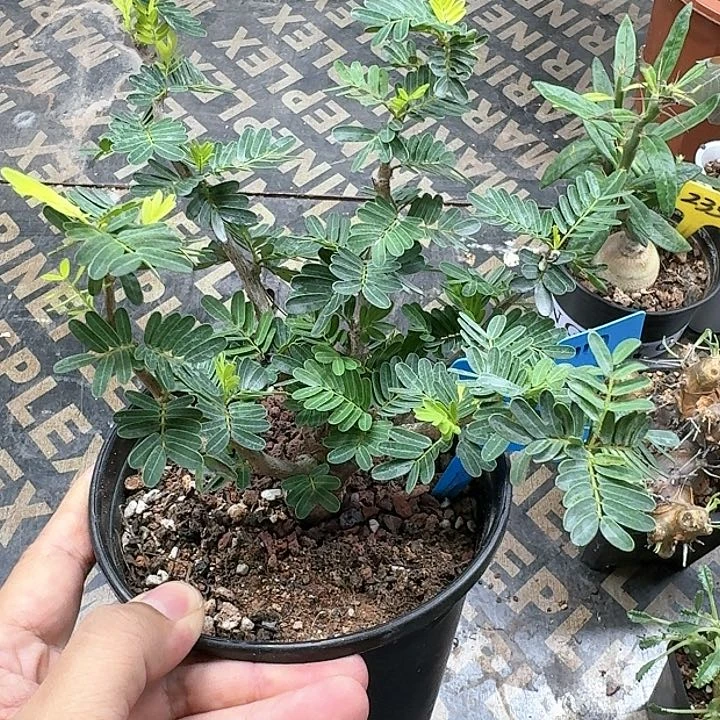 沙漠苏木多肉植物