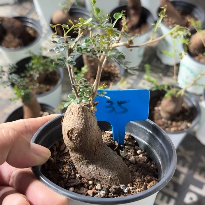 列加漆树多肉植物