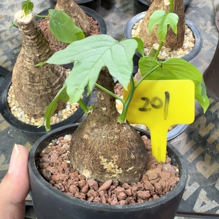 金鱼腺鳗多肉植物