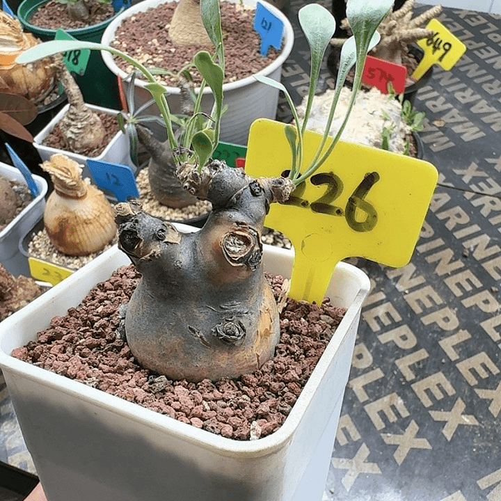 开普敦后墩菊多肉植物