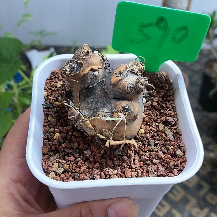 开普敦后墩菊多肉植物