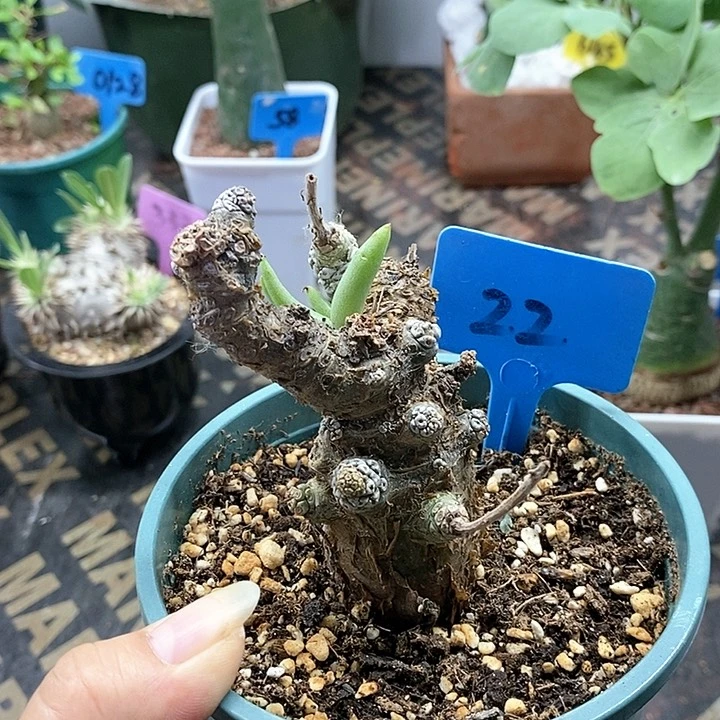 白象多肉植物产地