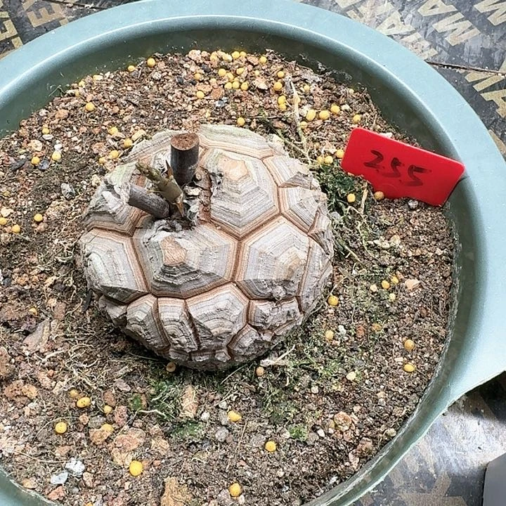 龟甲龙多肉植物一个