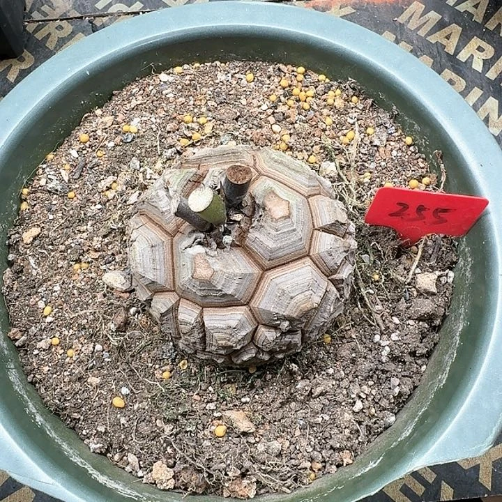 龟甲龙多肉植物一个