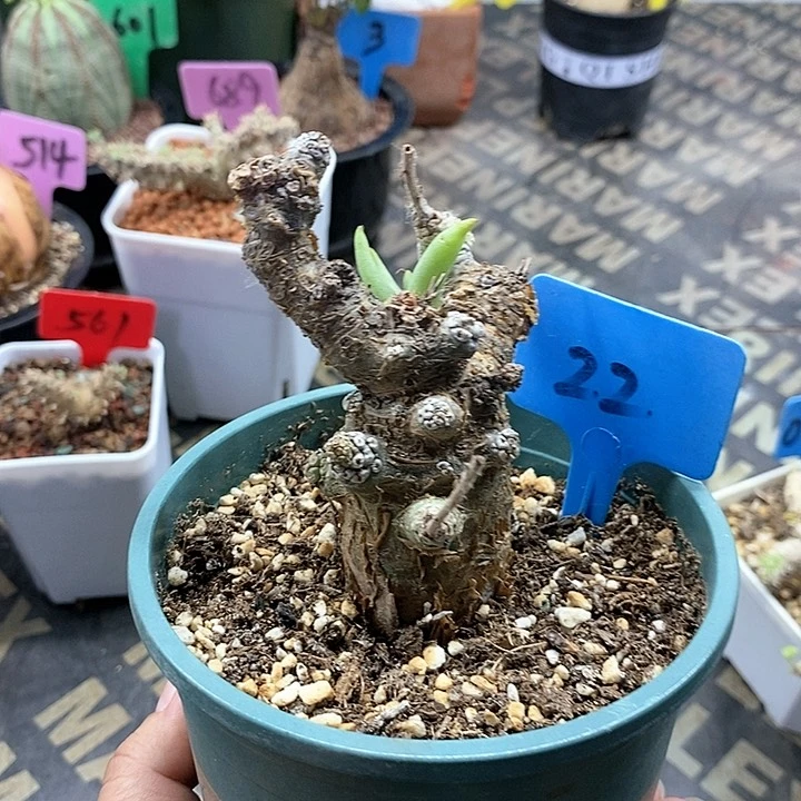 白象多肉植物产地