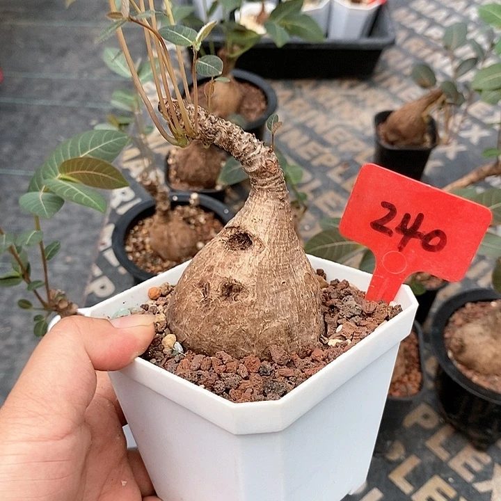 奇异油柑多肉植物