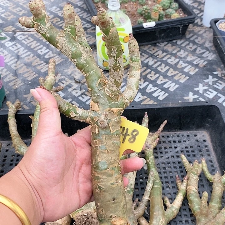阿房宫多肉植物！