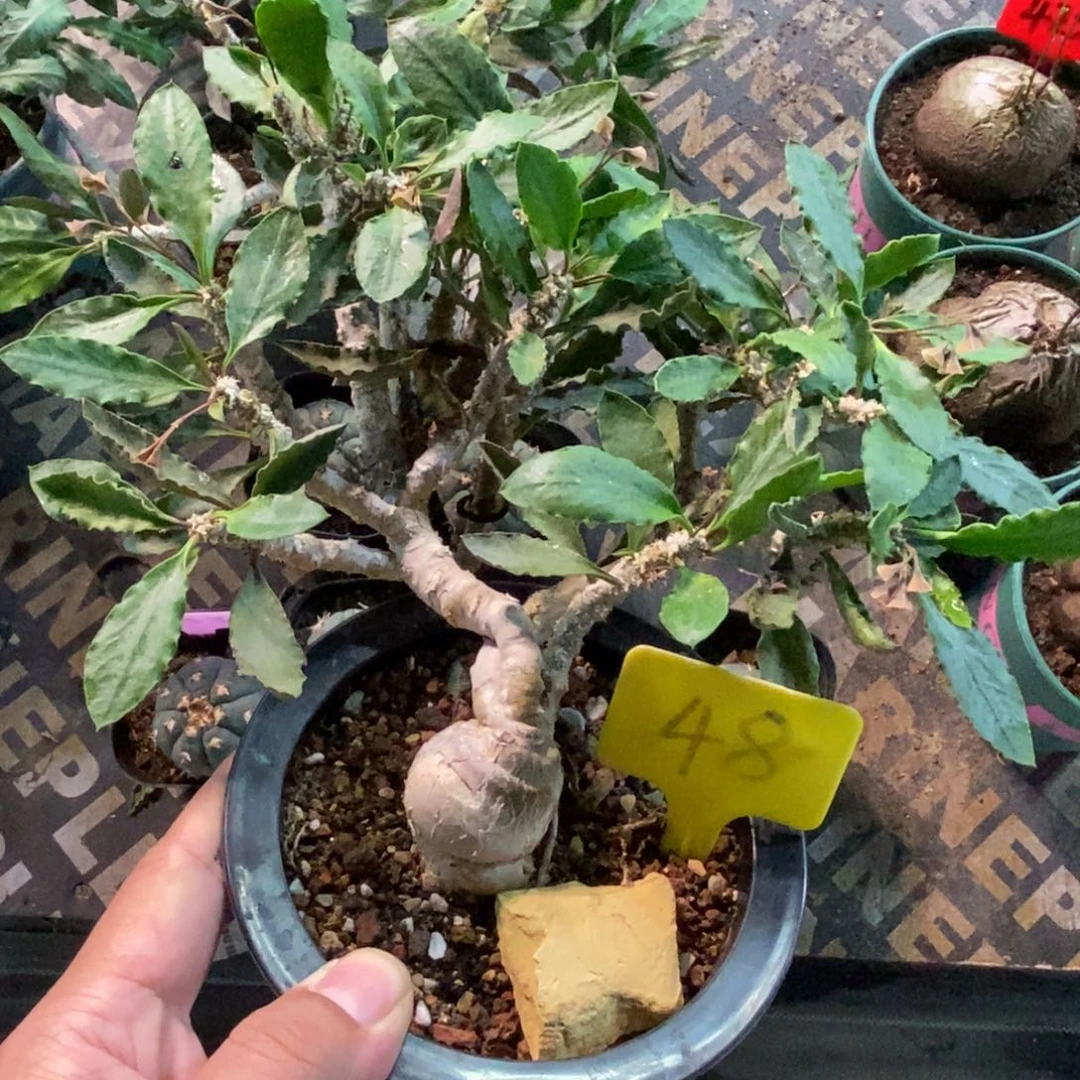 皱叶麒麟多肉植物